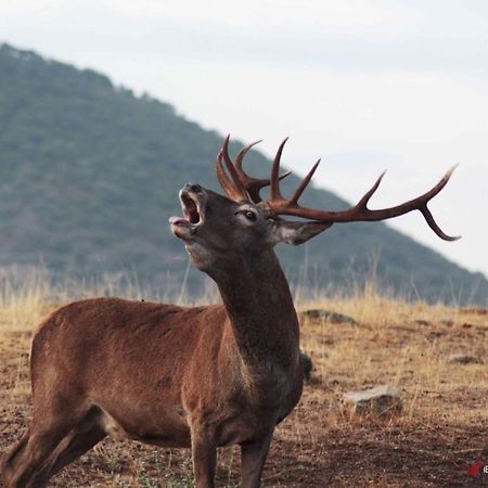 Alojamiento Rural Dehesa La Estancia Andujar Ngoại thất bức ảnh